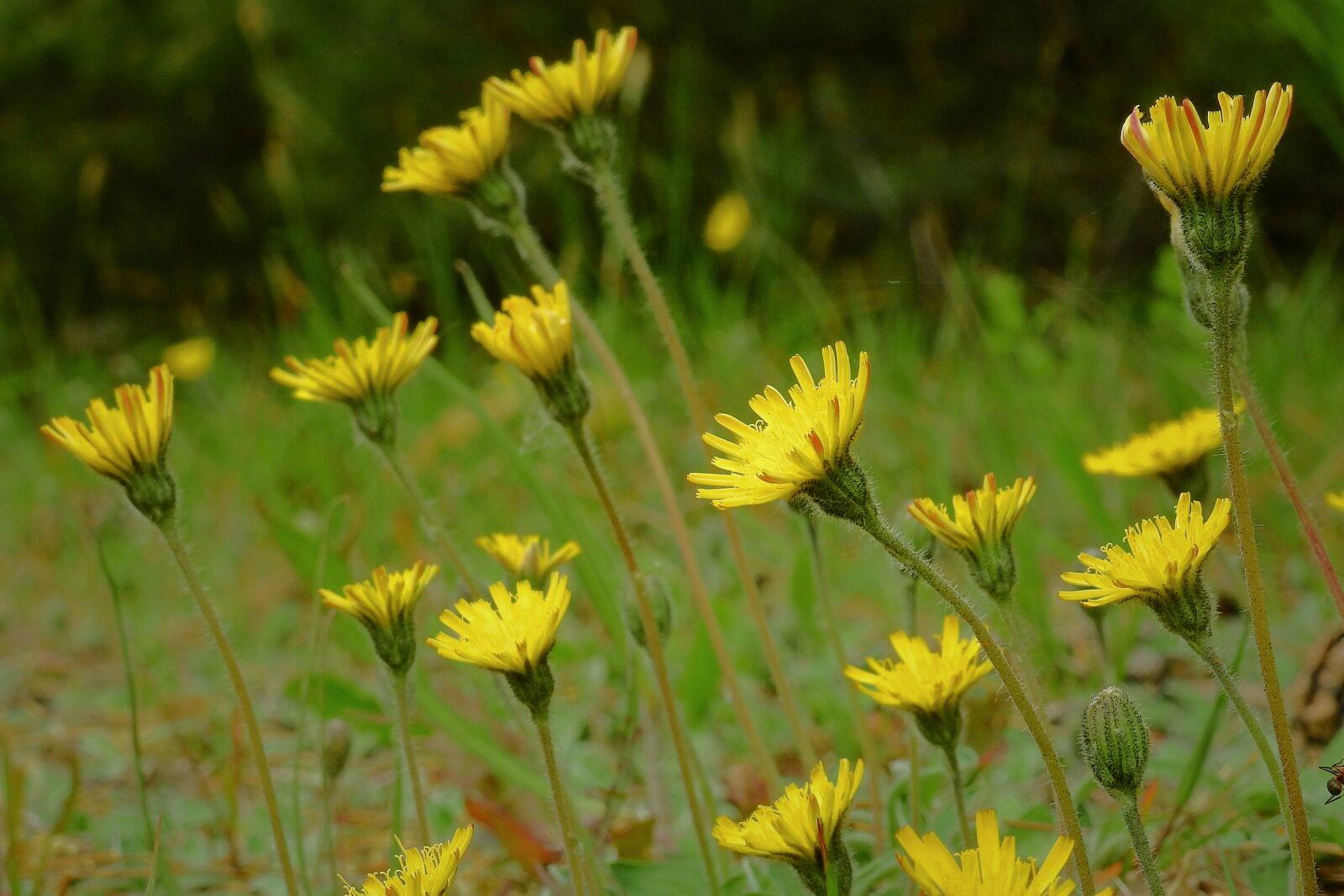 Nikon Coolpix P900 sample photo. Flowers, meadow, plants photography