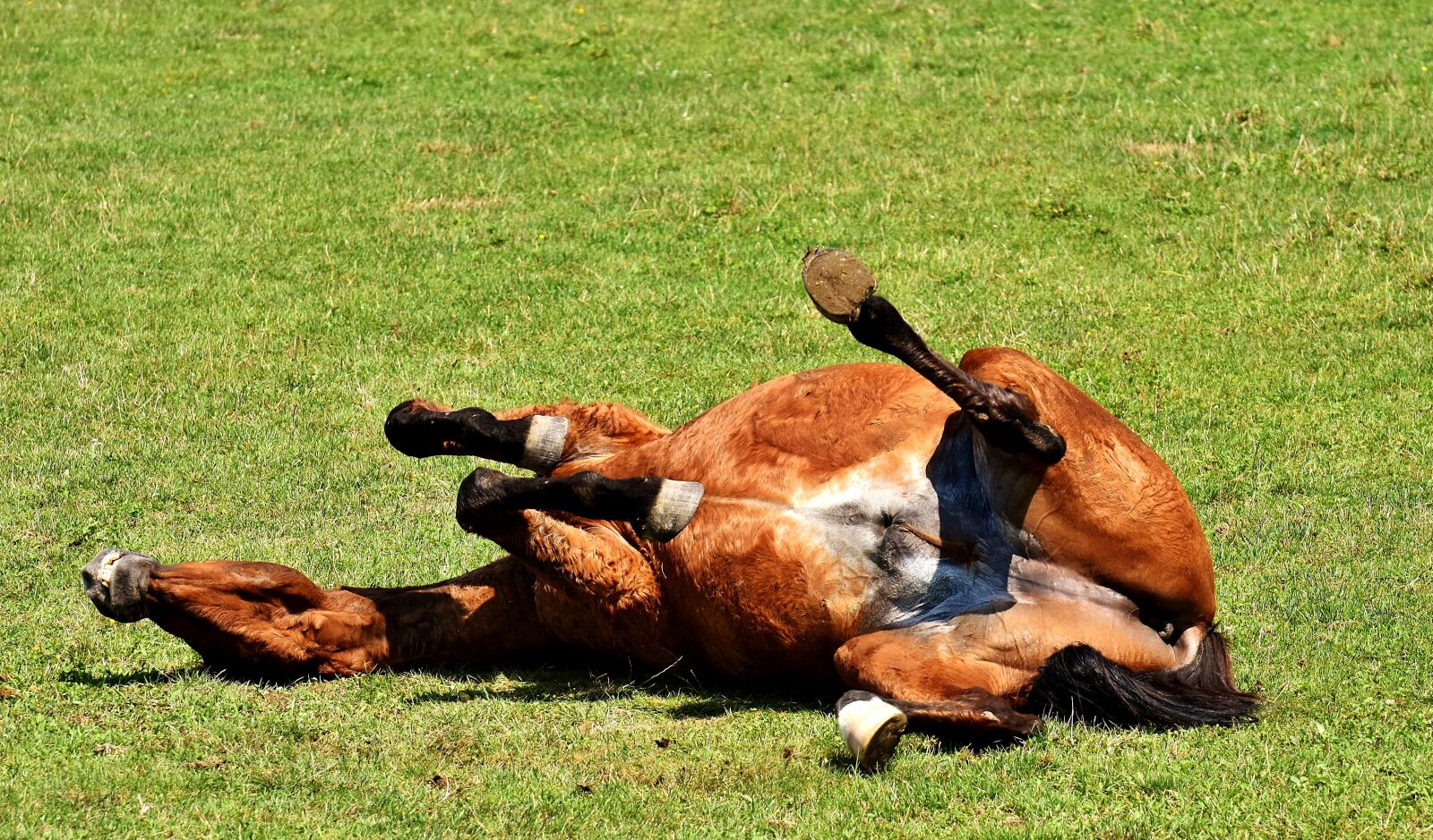Nikon D7200 sample photo. Horse, coupling, left out photography