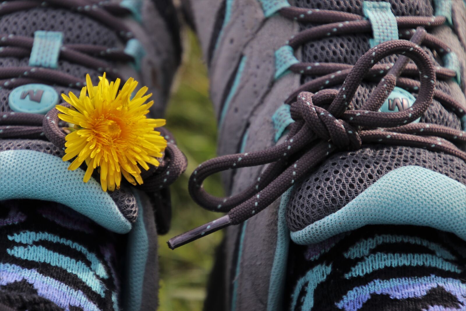 Canon EOS 80D sample photo. Two, sports shoes, dandelion photography