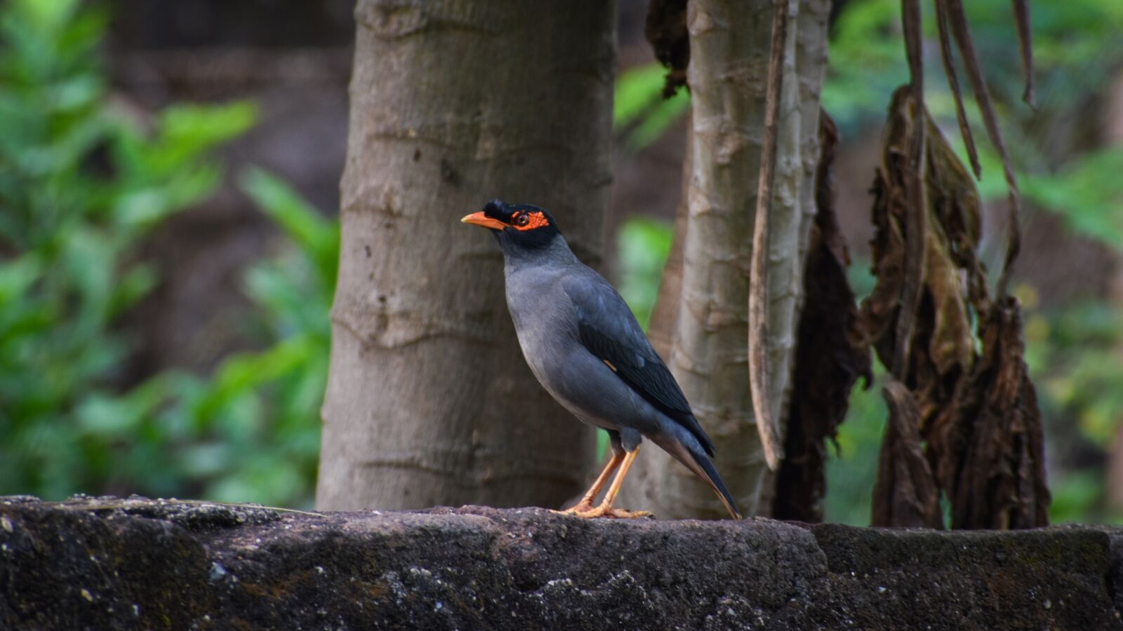 Nikon D3500 sample photo. Munia, asian, mayna photography