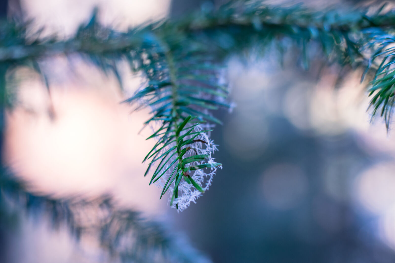 Nikon D5300 sample photo. Blur, branch, christmas, close photography