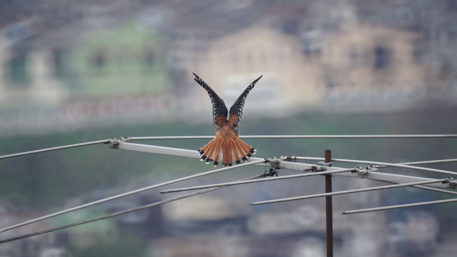 Sony SLT-A55 (SLT-A55V) + Sony 500mm F8 Reflex sample photo. Birds, nature, armenia photography