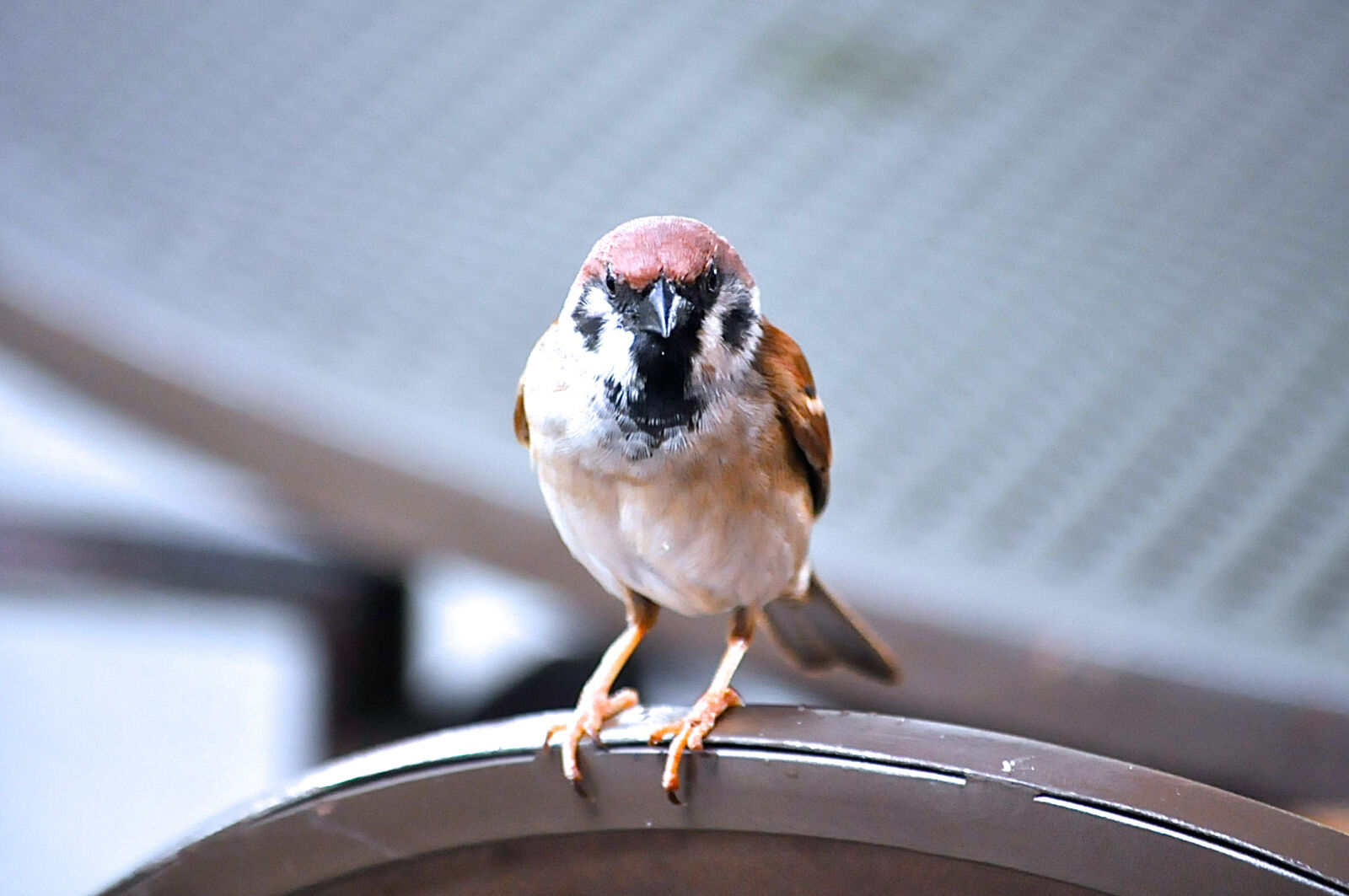 Nikon D5000 sample photo. In, doha photography