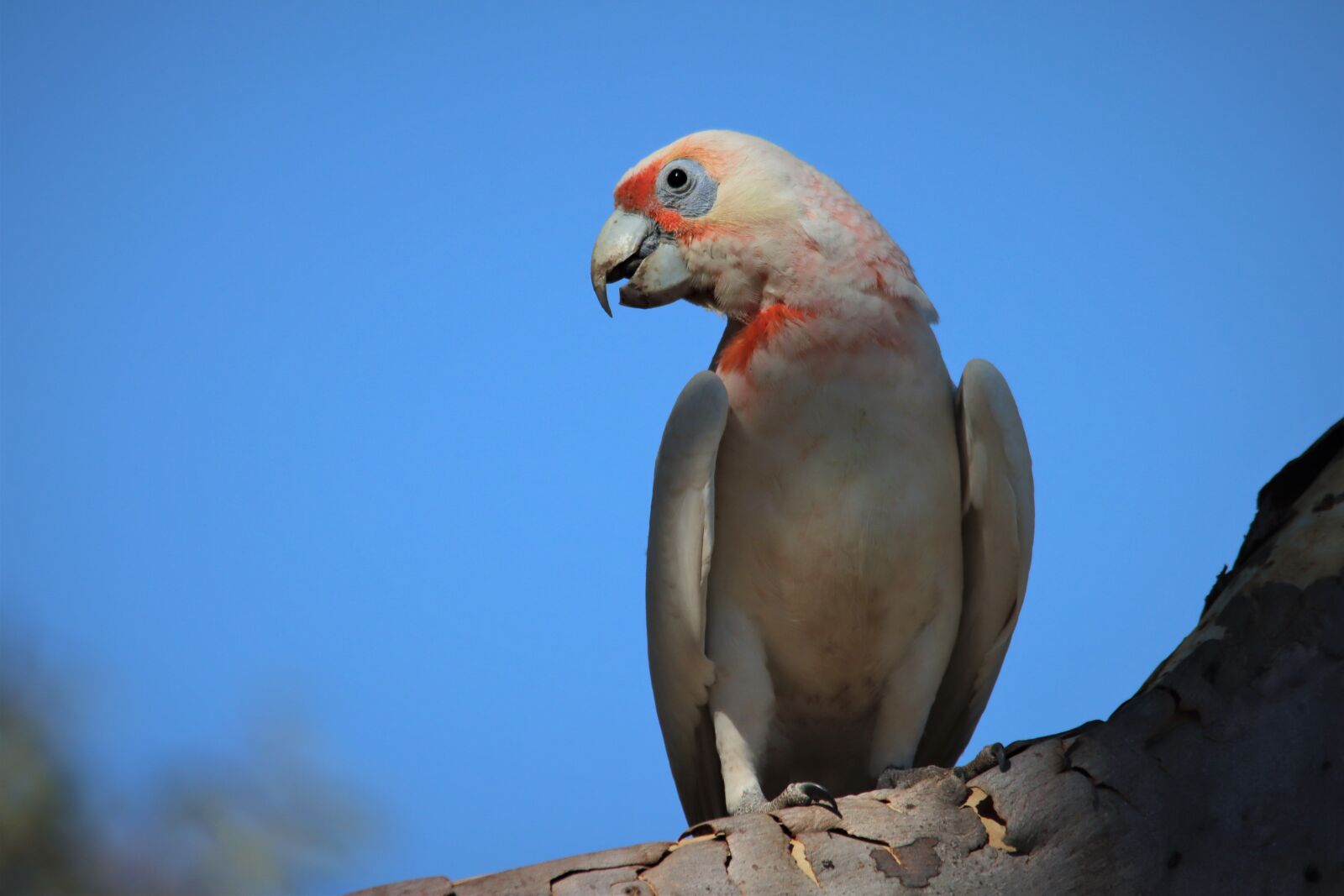 Canon EOS 90D sample photo. Long-billed corella, neck, native photography