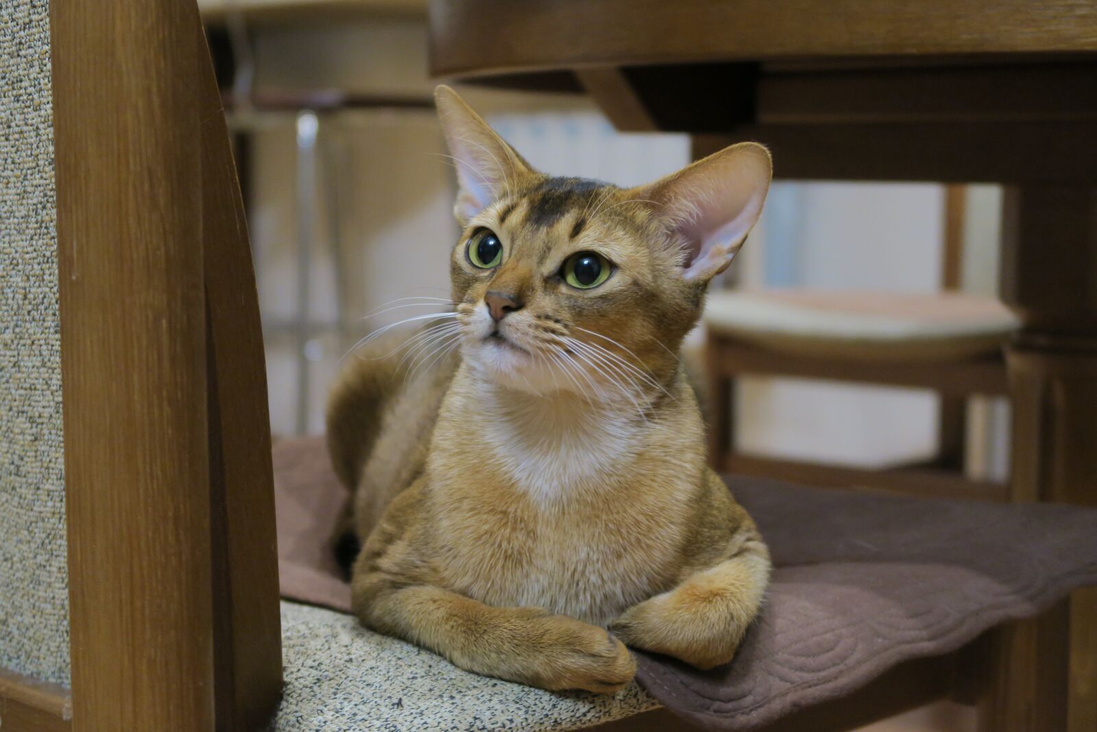 Canon PowerShot G7 X sample photo. Kittens, abyssinian cat, cats photography