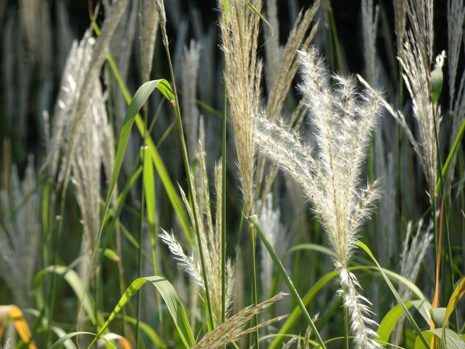 Sony Cyber-shot DSC-HX90V sample photo. Grasses, leaves, herbs photography