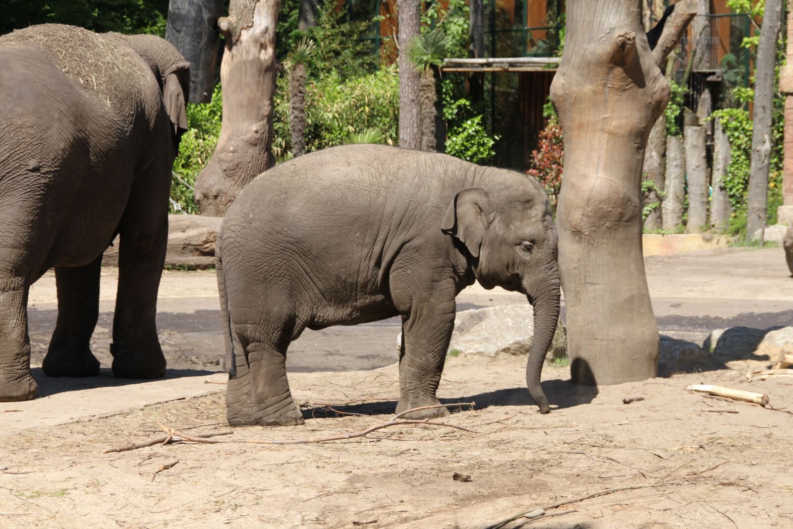 Canon EOS 500D (EOS Rebel T1i / EOS Kiss X3) sample photo. Elephant, zoo, young photography