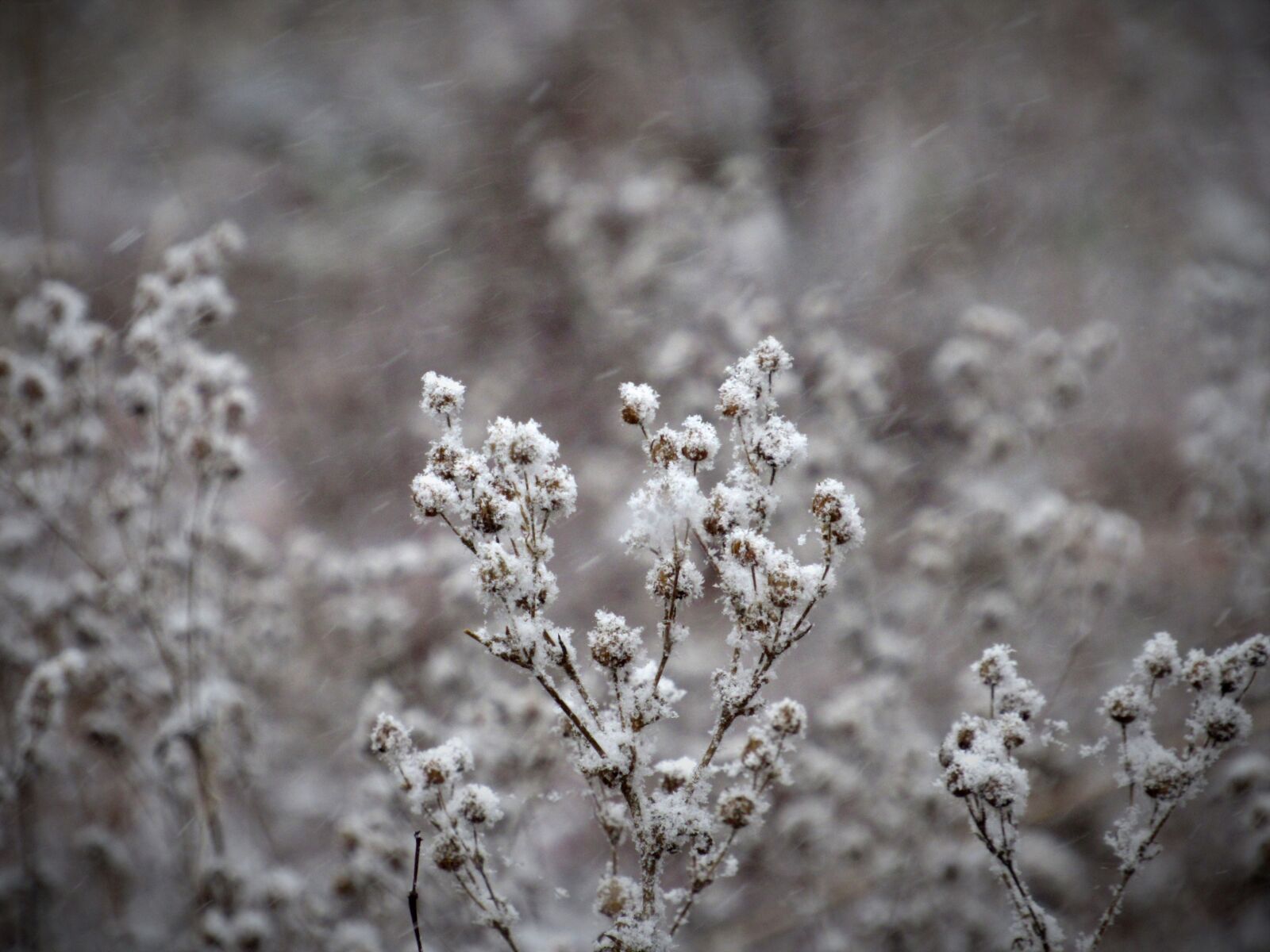 Canon PowerShot SX530 HS sample photo. Snow, winter, plants photography