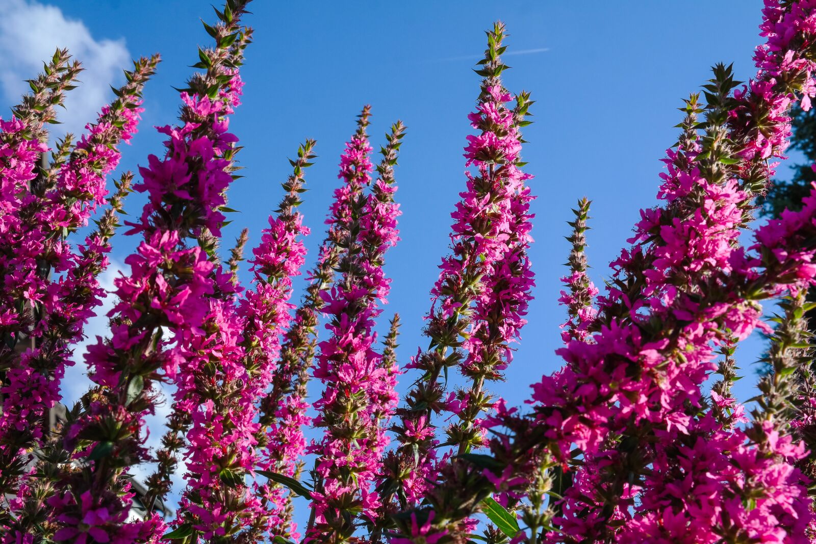 Samsung NX300 sample photo. Loosestrife, pink flowers, plant photography