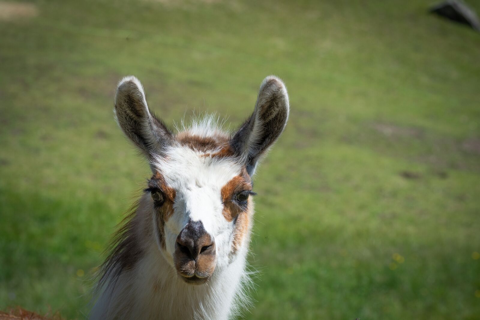 Nikon D7100 sample photo. Llama, llama head, patched photography