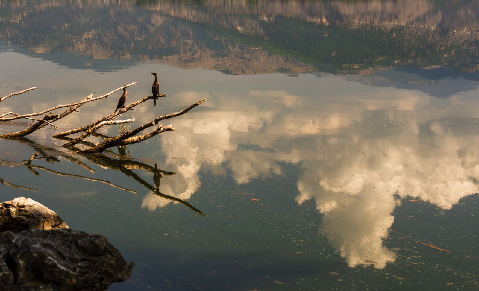Nikon D7200 sample photo. Birds, lake, swan photography