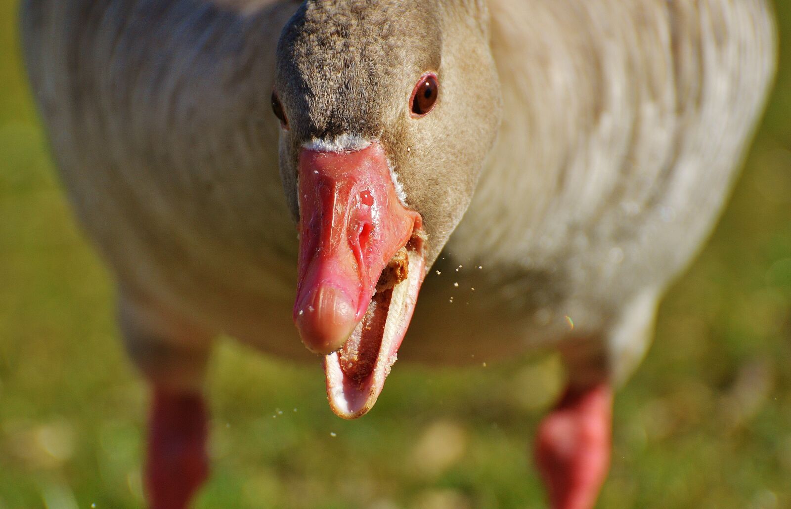 Nikon D3200 sample photo. Goose, bird, feather photography