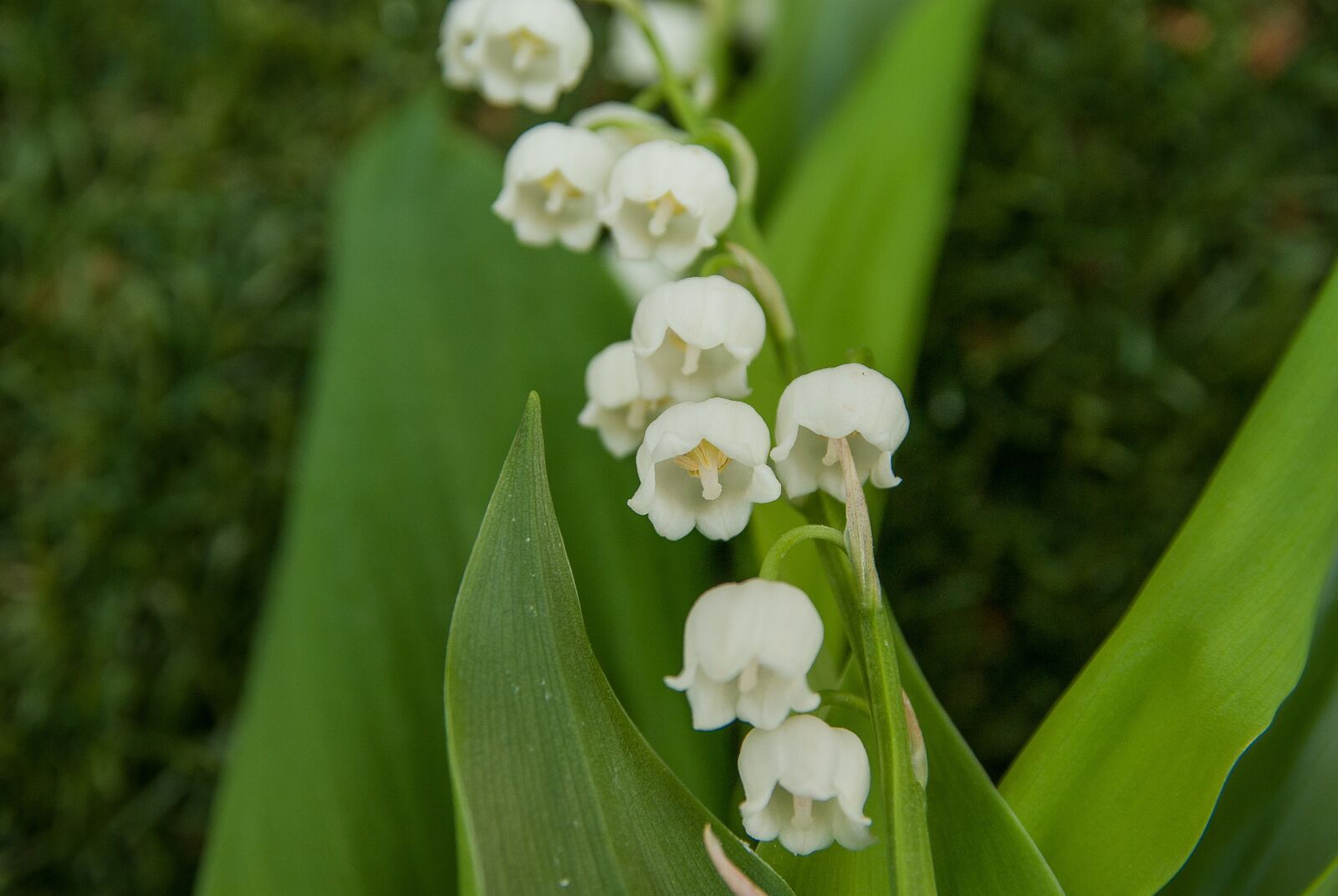 Pentax K10D sample photo. Thrush, bells, flowers photography