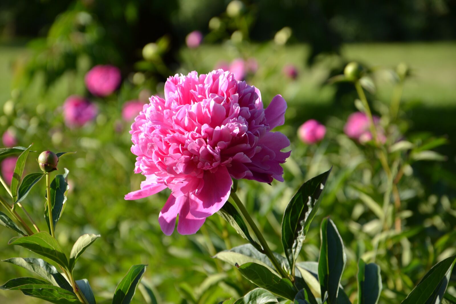 Nikon D3100 sample photo. Garden, flower, peony photography