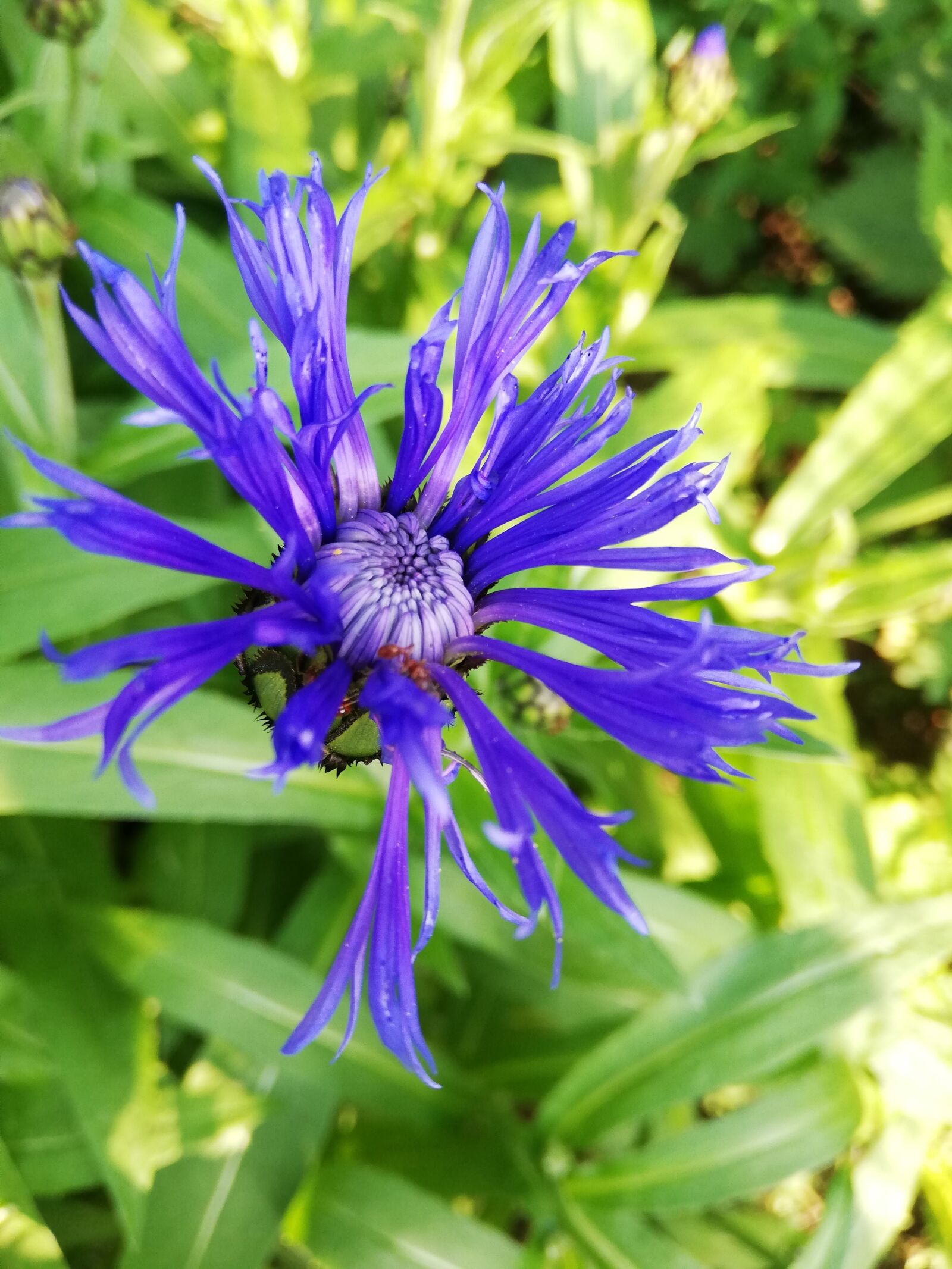HUAWEI P20 lite sample photo. Flower, knapweed, blue photography