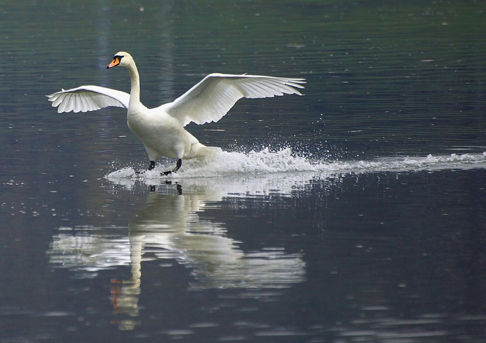 Sony SLT-A65 (SLT-A65V) sample photo. Swan, wisla, nature photography