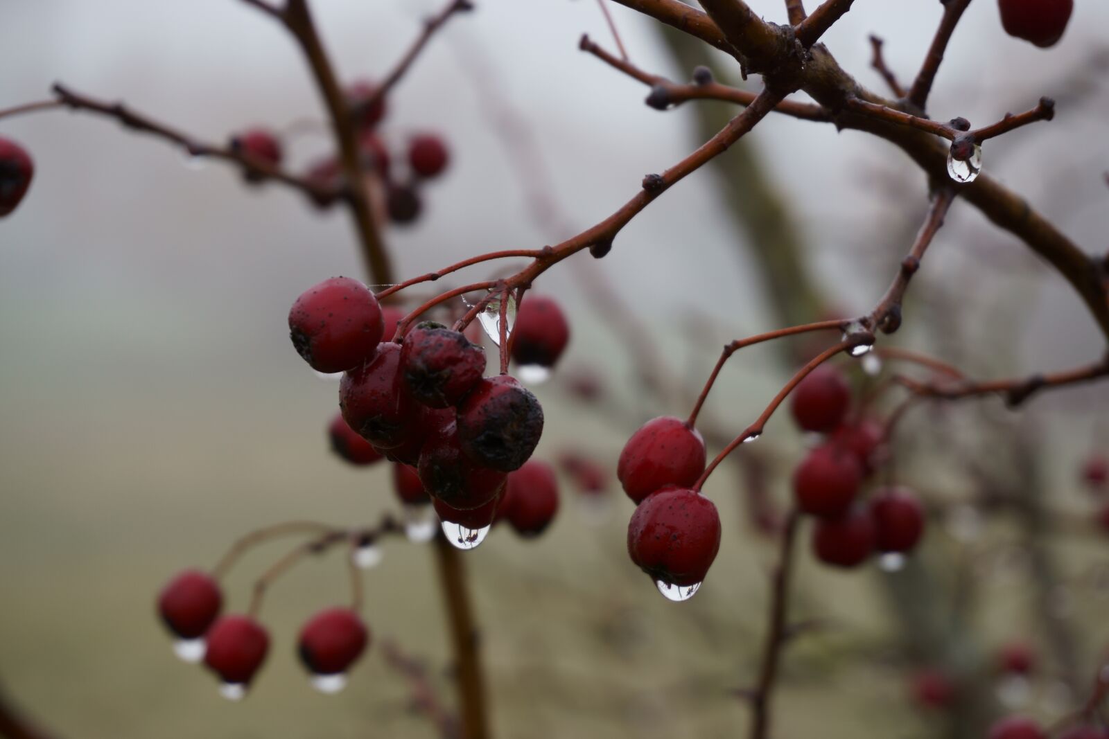 Sony E 16-50mm F3.5-5.6 PZ OSS sample photo. Fruit, nature, tree photography