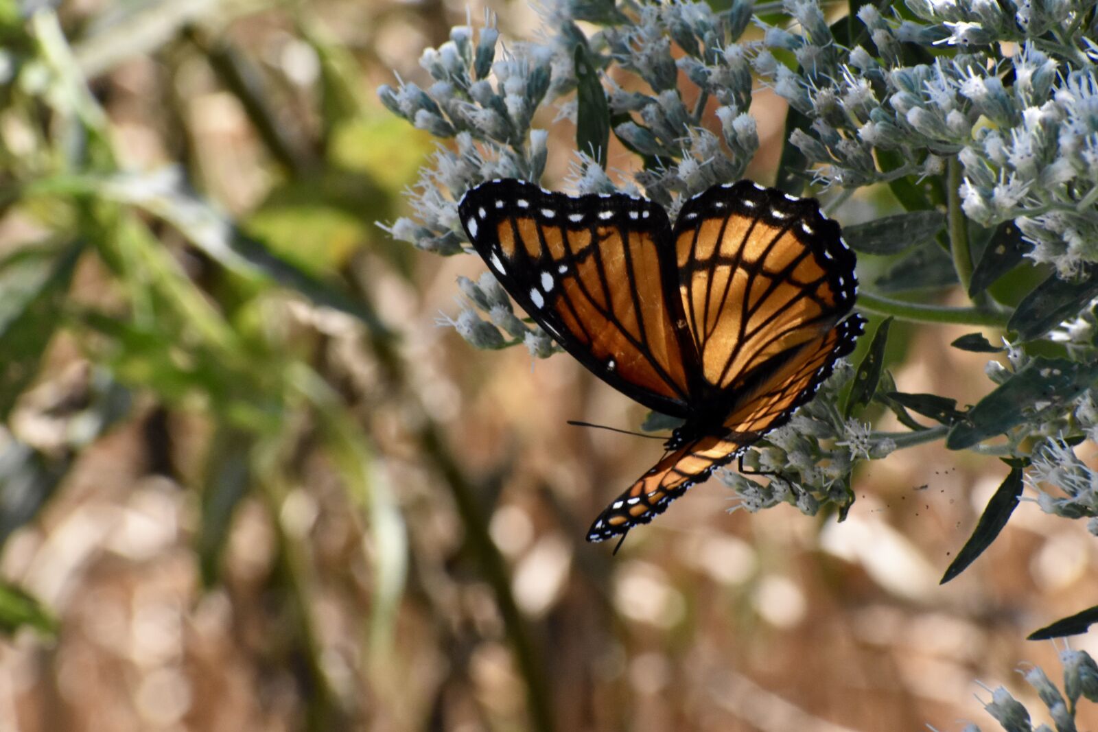 Nikon D3400 sample photo. Viceroy butterfly, wings, summer photography