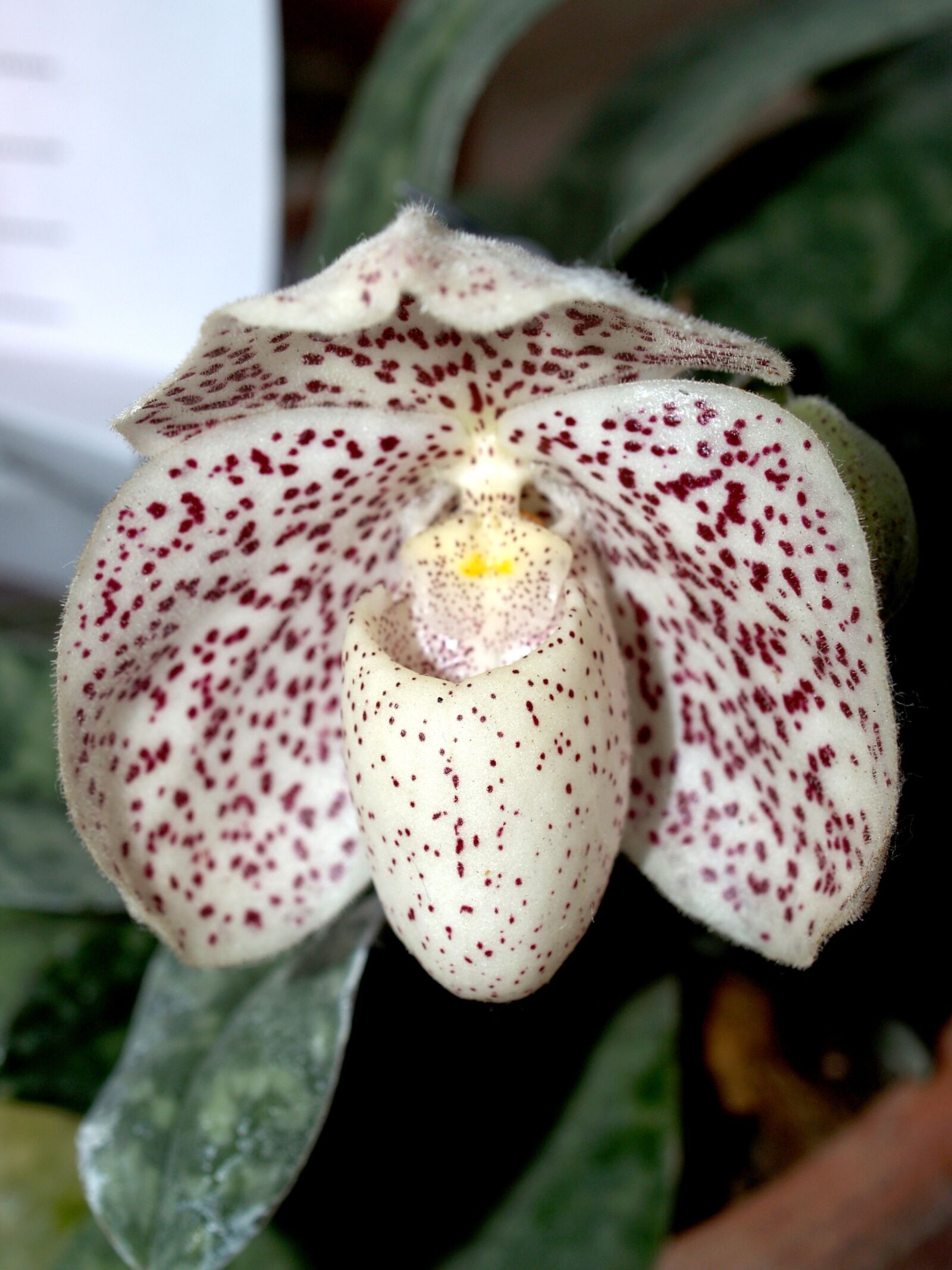 Olympus E-300 (EVOLT E-300) sample photo. Orchid, flower, bright photography