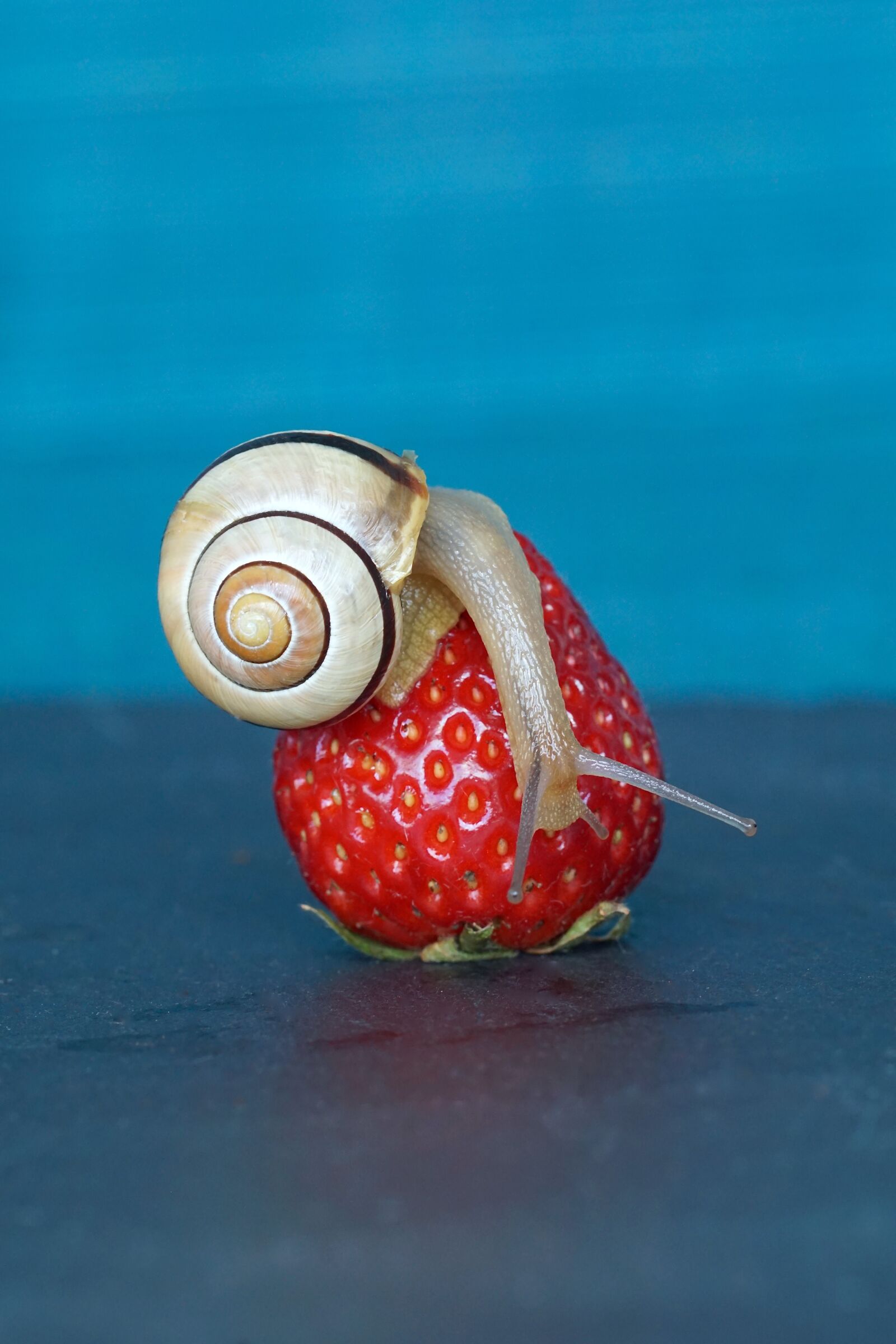 Tamron SP AF 90mm F2.8 Di Macro sample photo. Strawberry, snail, shell photography