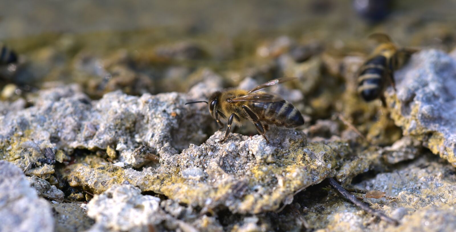 Nikon D750 sample photo. Bee, stone, crawl photography