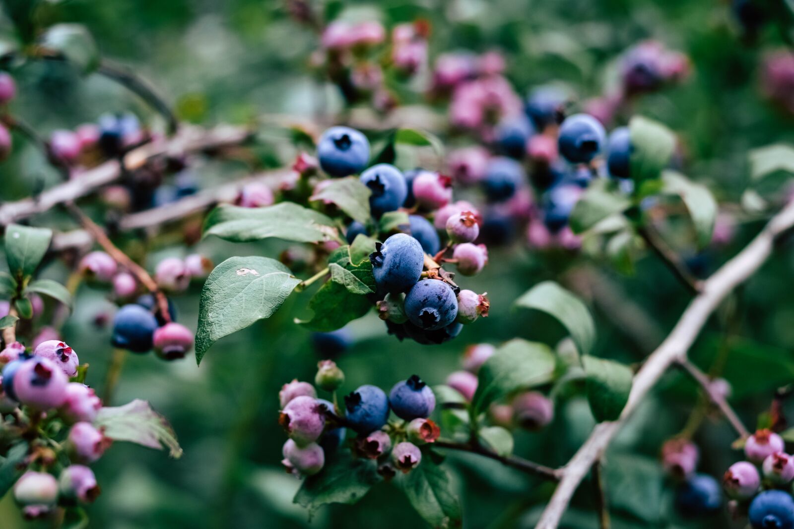 Nikon D3100 sample photo. Blueberry bush, blueberries, fruits photography