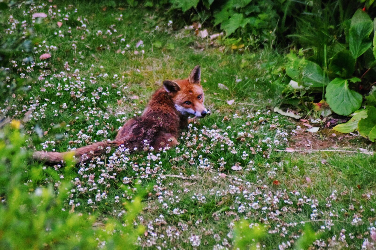 Nikon D3300 sample photo. Urban fox, fox, urban photography