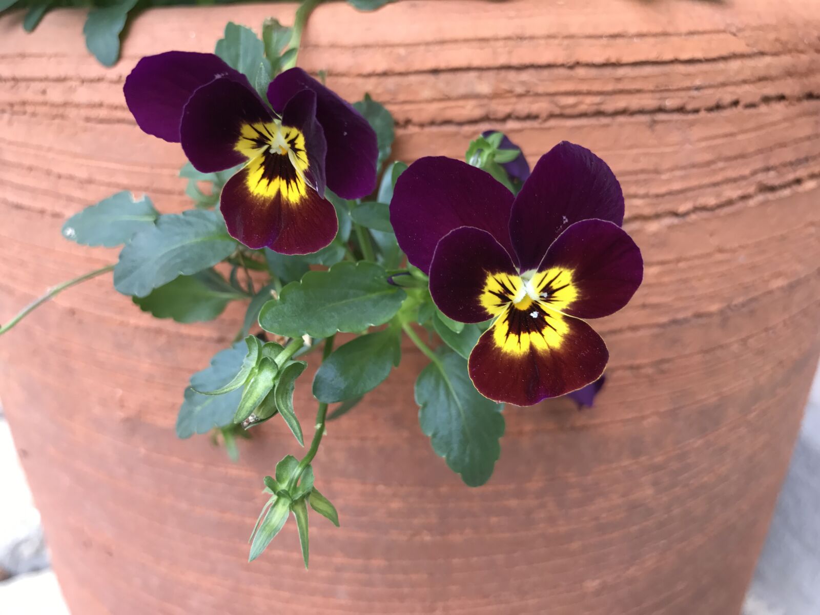 iPhone 7 Plus back dual camera 3.99mm f/1.8 sample photo. Purple flowers, deep contrast photography