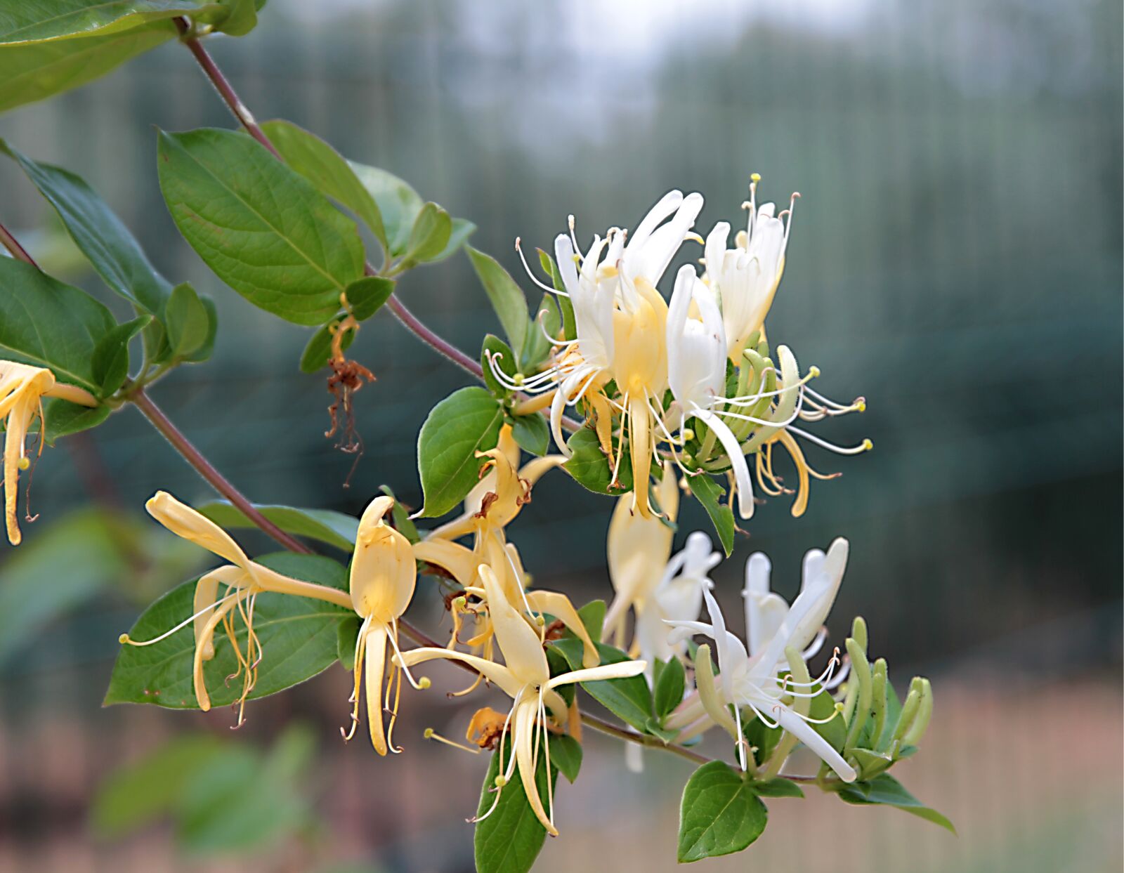 Canon EOS 550D (EOS Rebel T2i / EOS Kiss X4) sample photo. Honeysuckle, ivy, flower photography