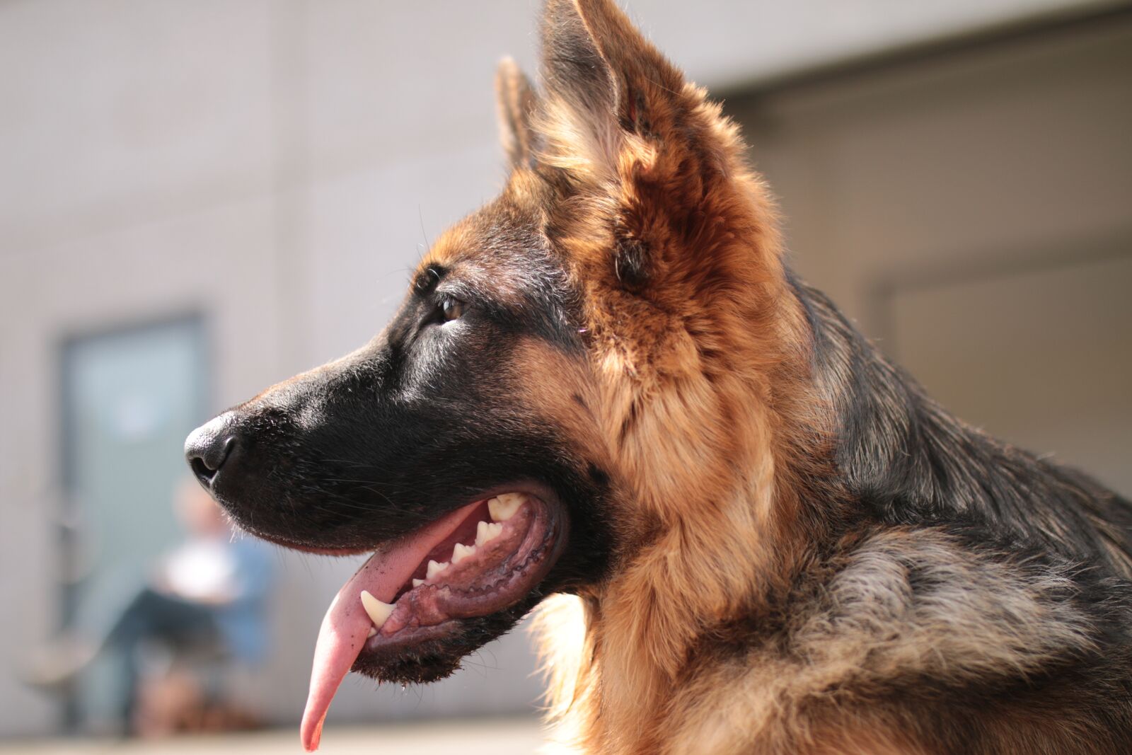 Sigma 35mm F1.4 DG HSM Art sample photo. Dog, german shepherd, domestic photography