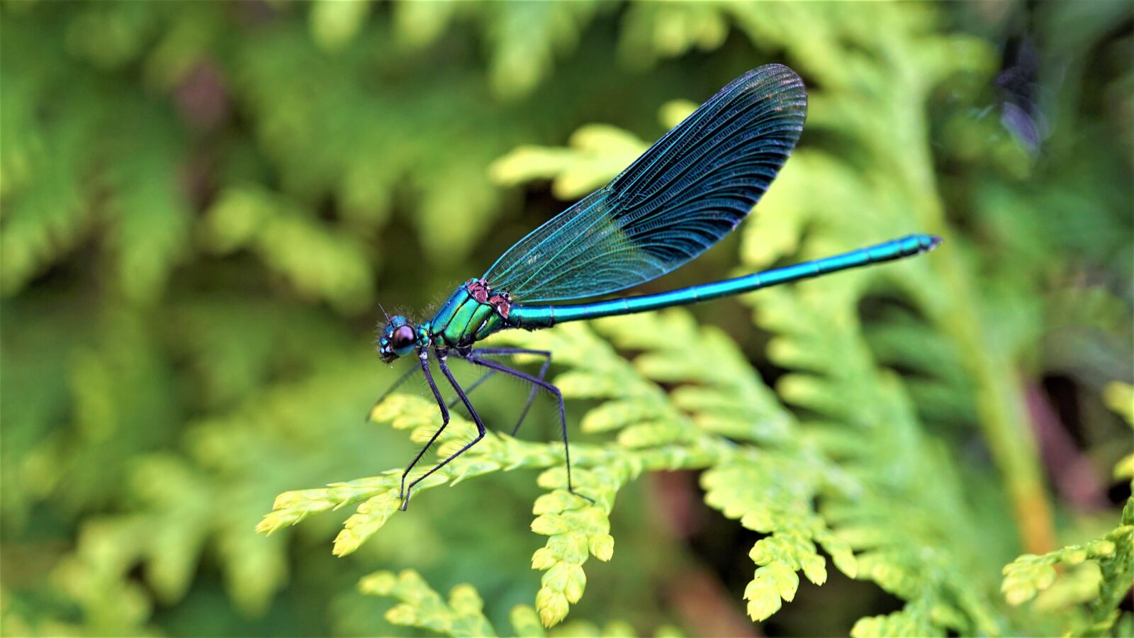 Sony E 30mm F3.5 Macro sample photo. Dragonfly, insect, animal photography