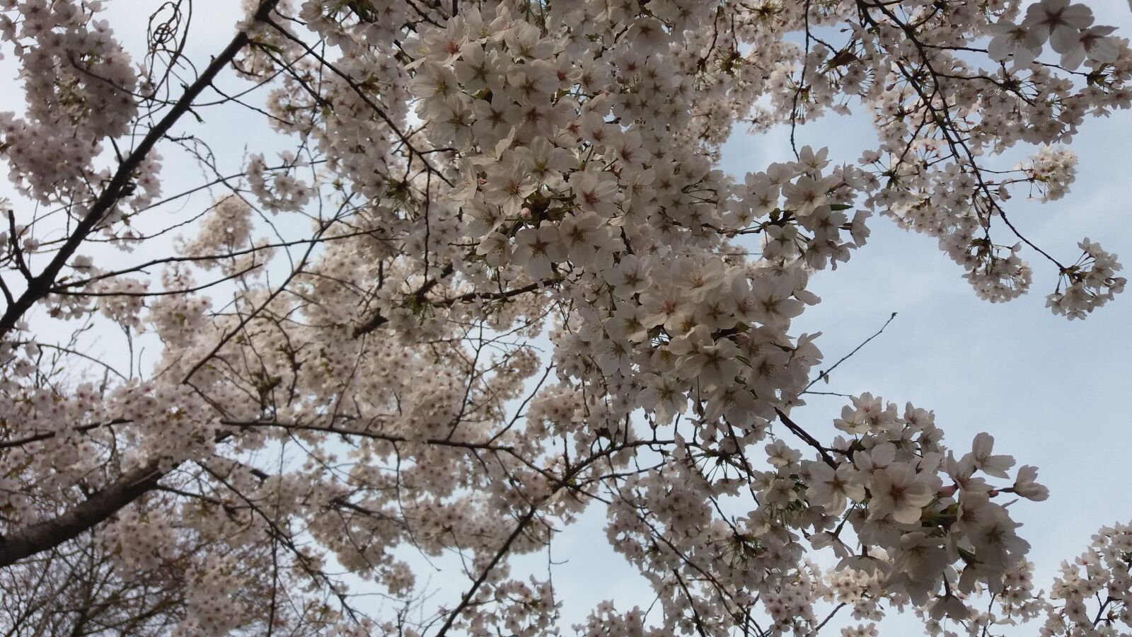 Samsung Galaxy J7 sample photo. Cherry blossom, flowers, nature photography