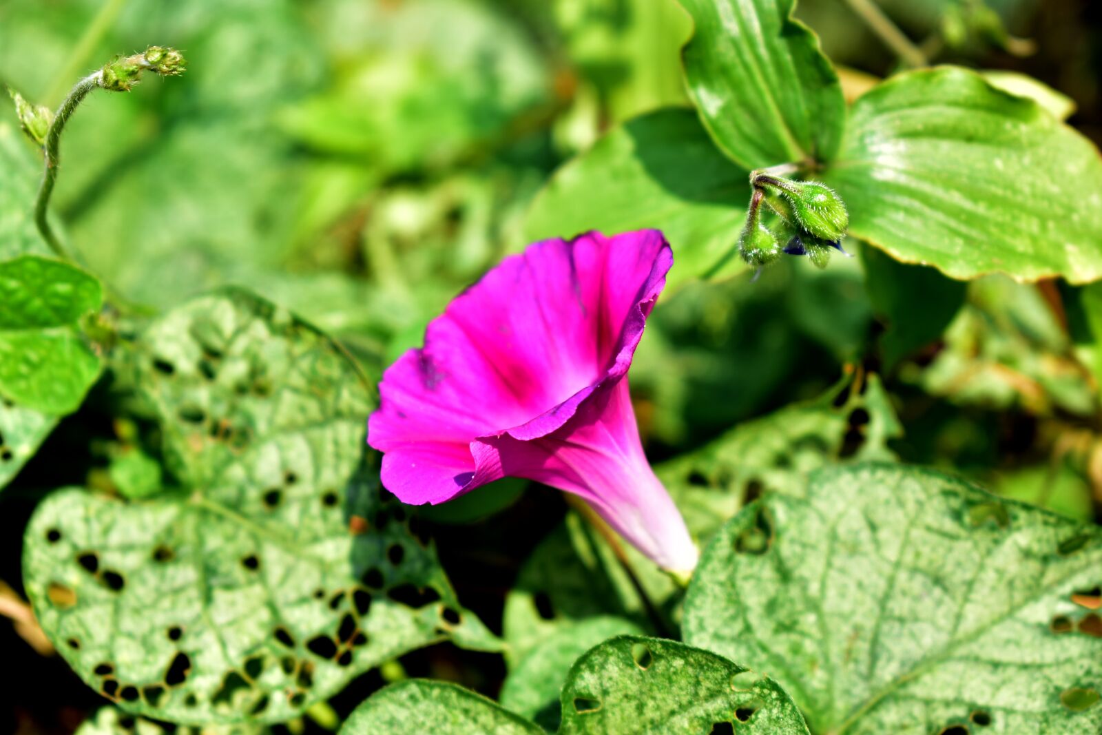 Nikon D5600 sample photo. Flower, purple, plant photography
