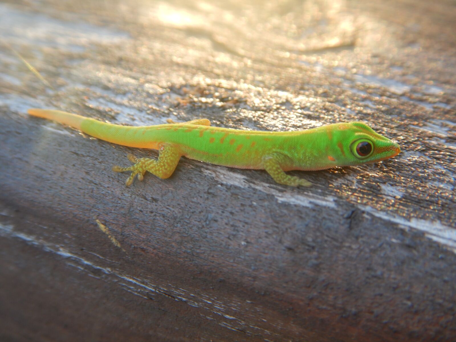 Nikon Coolpix W300 sample photo. Praslin, gecko, green photography