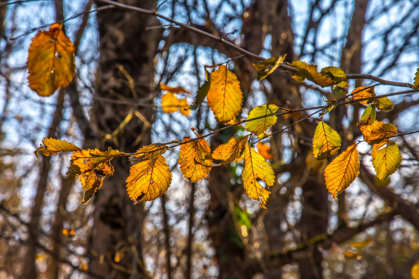 Nikon D7200 sample photo. Tree, autumn, nature photography
