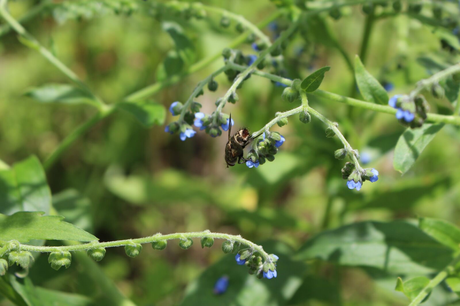 Canon EOS 700D (EOS Rebel T5i / EOS Kiss X7i) sample photo. Nature, outdoor, insect photography