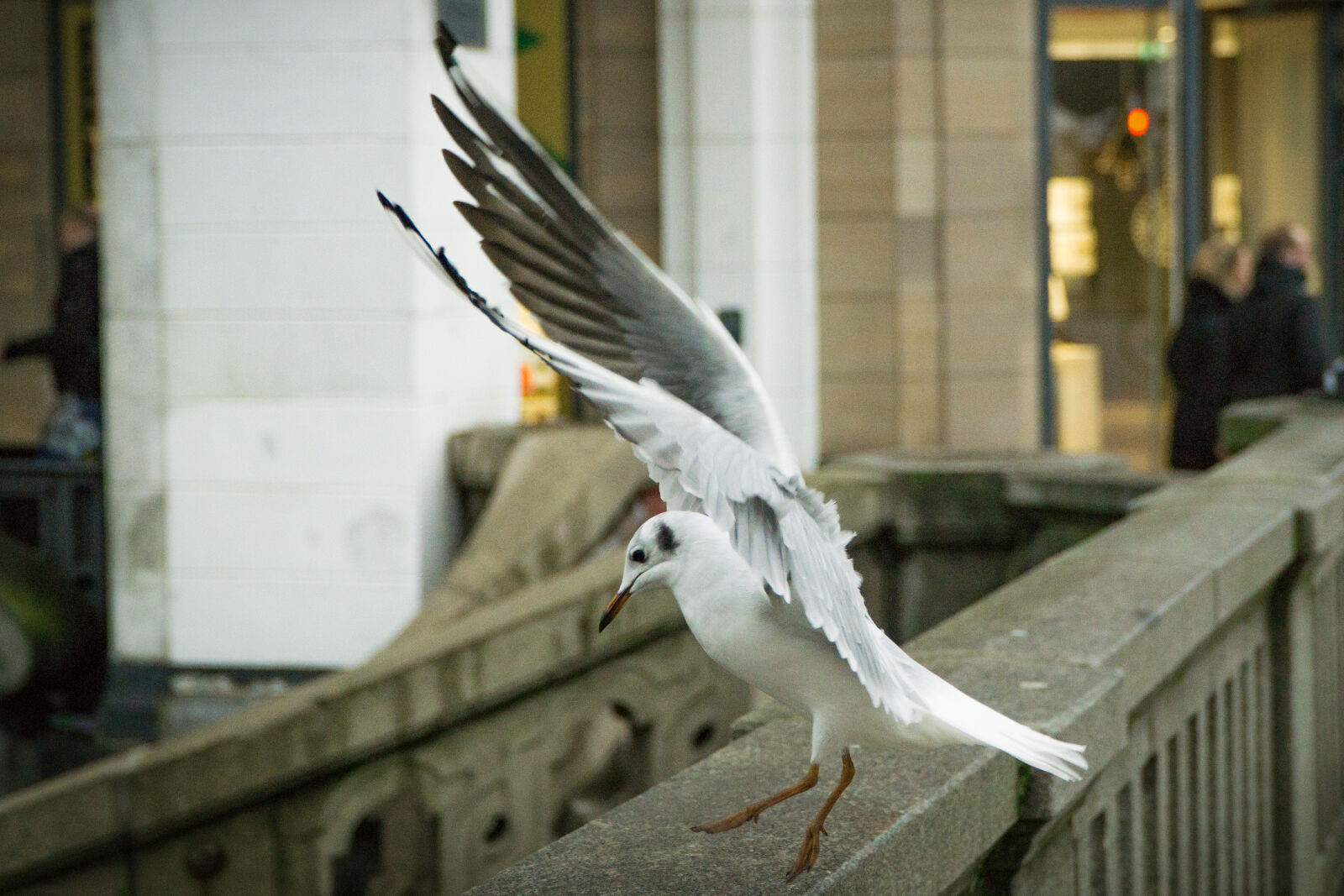 Sony a6000 + Sony E PZ 18-105mm F4 G OSS sample photo. Animal, avian, bird, daylight photography