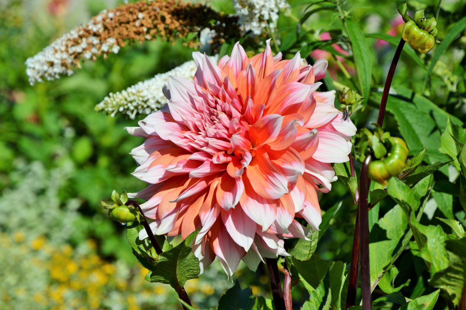 Nikon D3200 sample photo. Dahlia, dahlia flower, flower photography