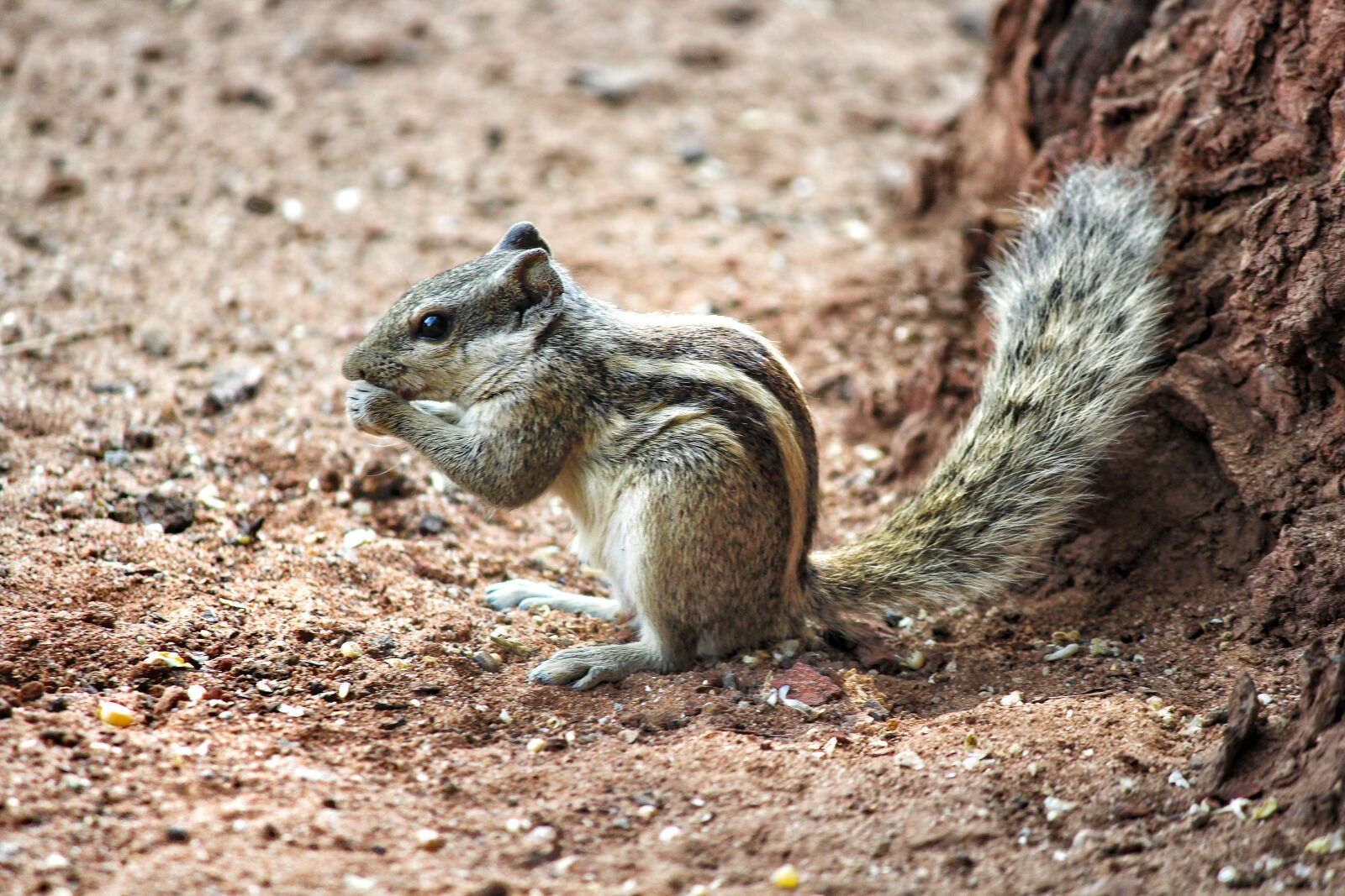 Canon EOS 1200D (EOS Rebel T5 / EOS Kiss X70 / EOS Hi) sample photo. Pet, squirrel photography
