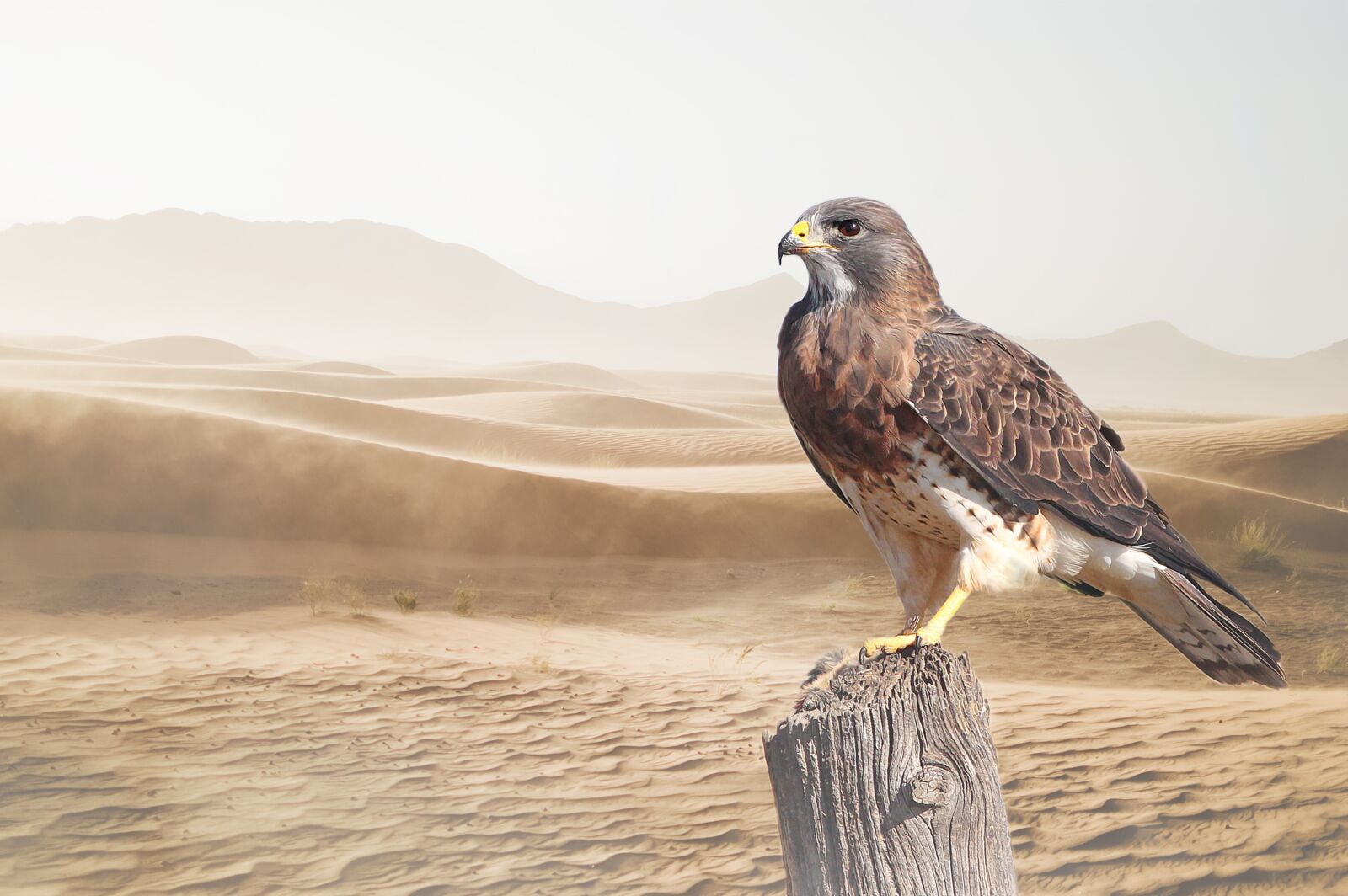 Nikon D3200 sample photo. Desert, bird, raptor photography