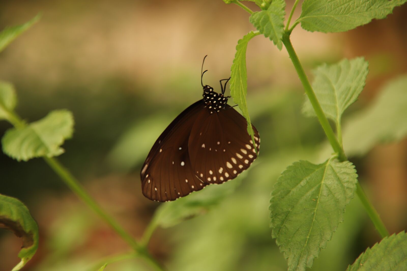 Canon EOS 77D (EOS 9000D / EOS 770D) sample photo. Butterfly, insect, nature photography