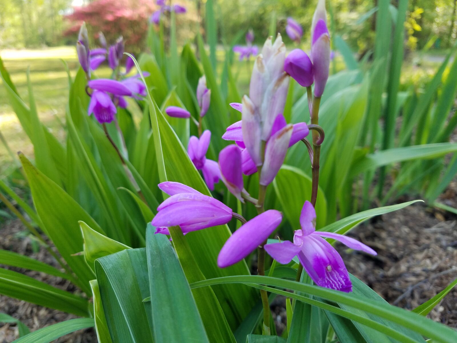 Samsung Galaxy S7 sample photo. Purple, bloom, spring photography
