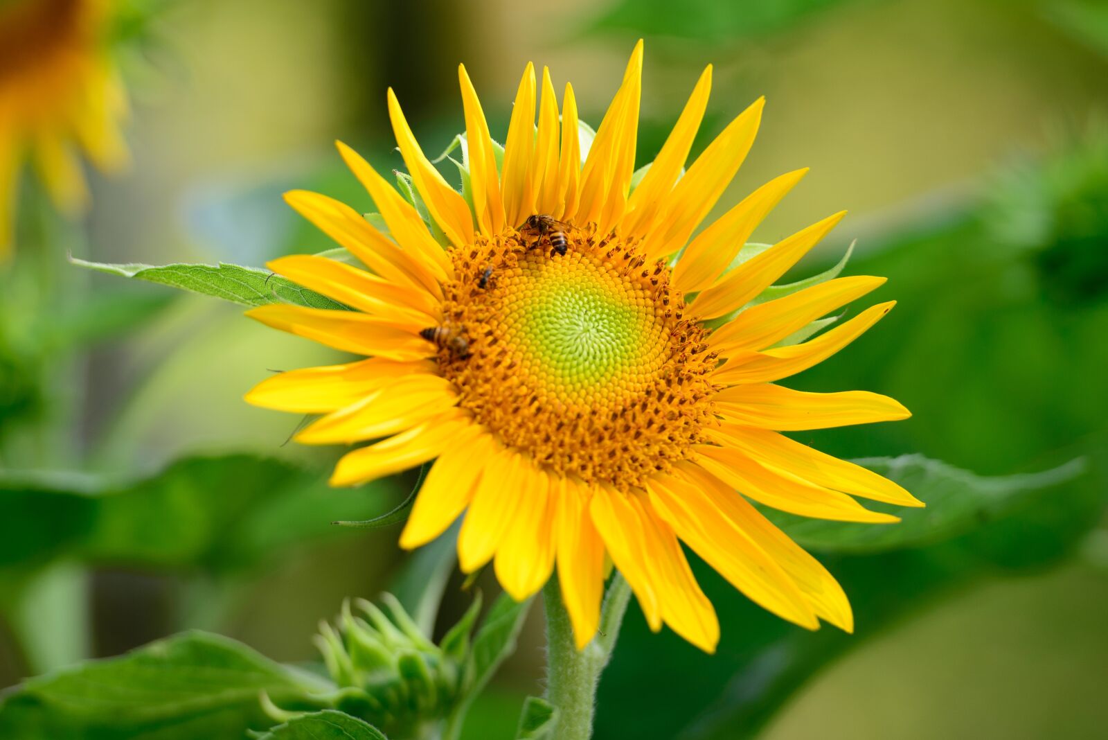 Nikon D610 sample photo. Sunflower, flower, nature photography