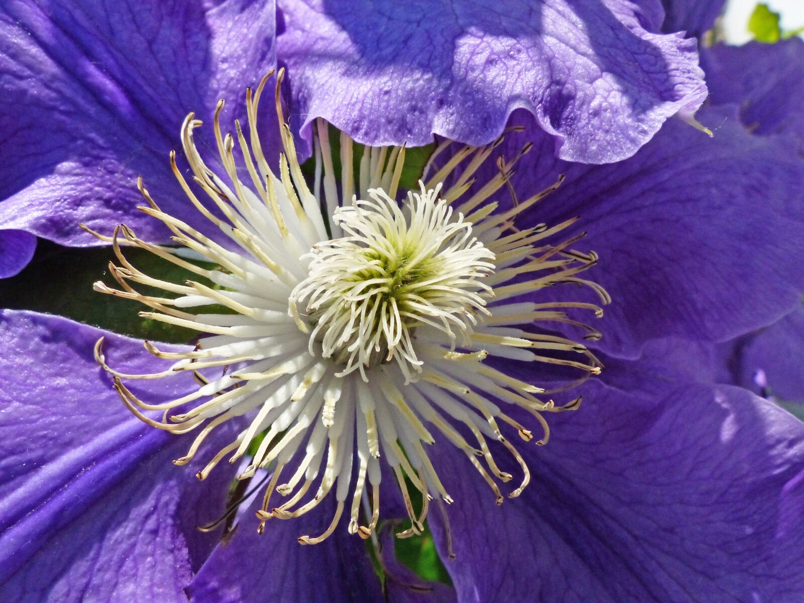 Panasonic Lumix DMC-FZ200 sample photo. Clematis, blossom, bloom photography