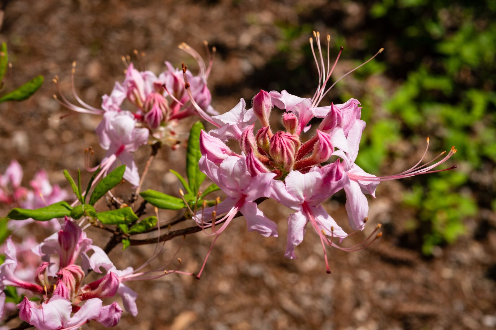 Panasonic Leica DG Summilux 25mm F1.4 II ASPH sample photo. Rhododendron, azalea, flower photography