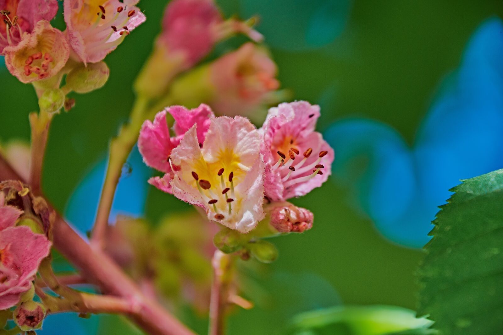 Nikon D7200 sample photo. Flowering, leaves, plant photography