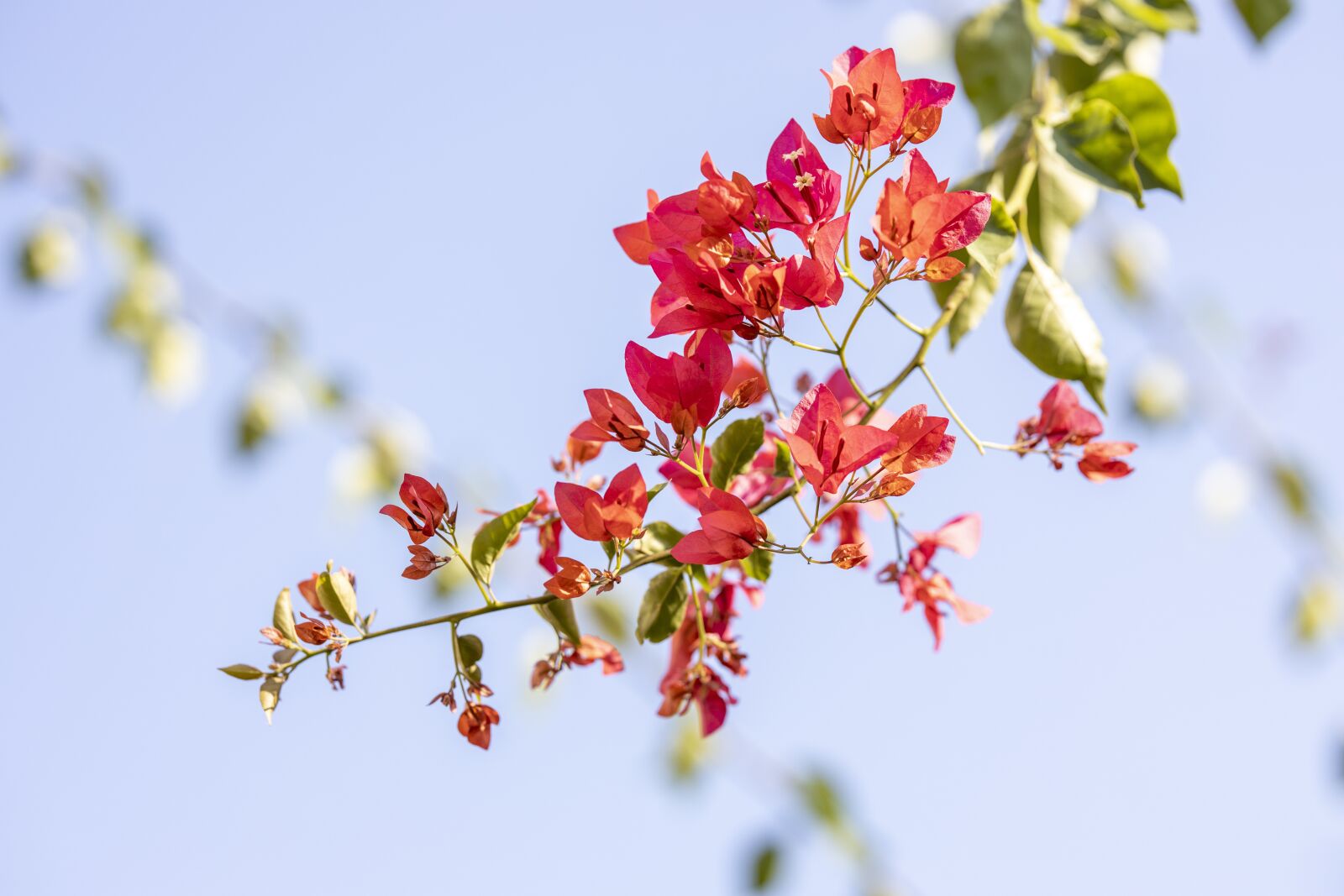 Canon RF 85mm F1.2L USM sample photo. Flower, red, spring photography