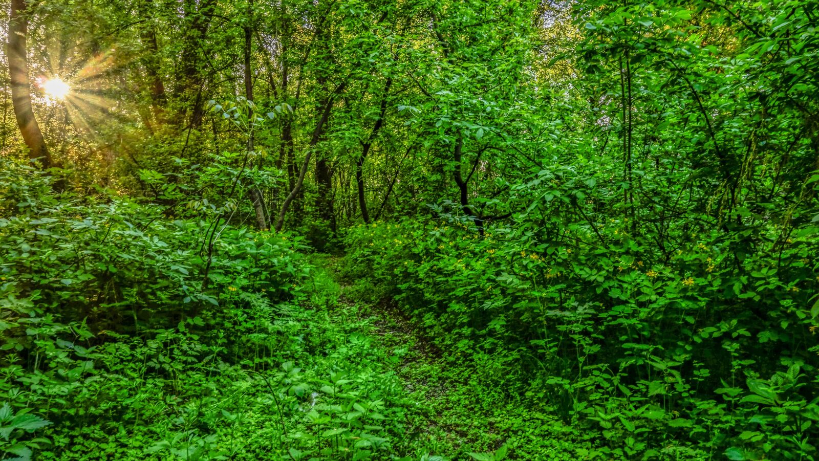 Sony Cyber-shot DSC-RX100 sample photo. Nature, sheet, wood photography