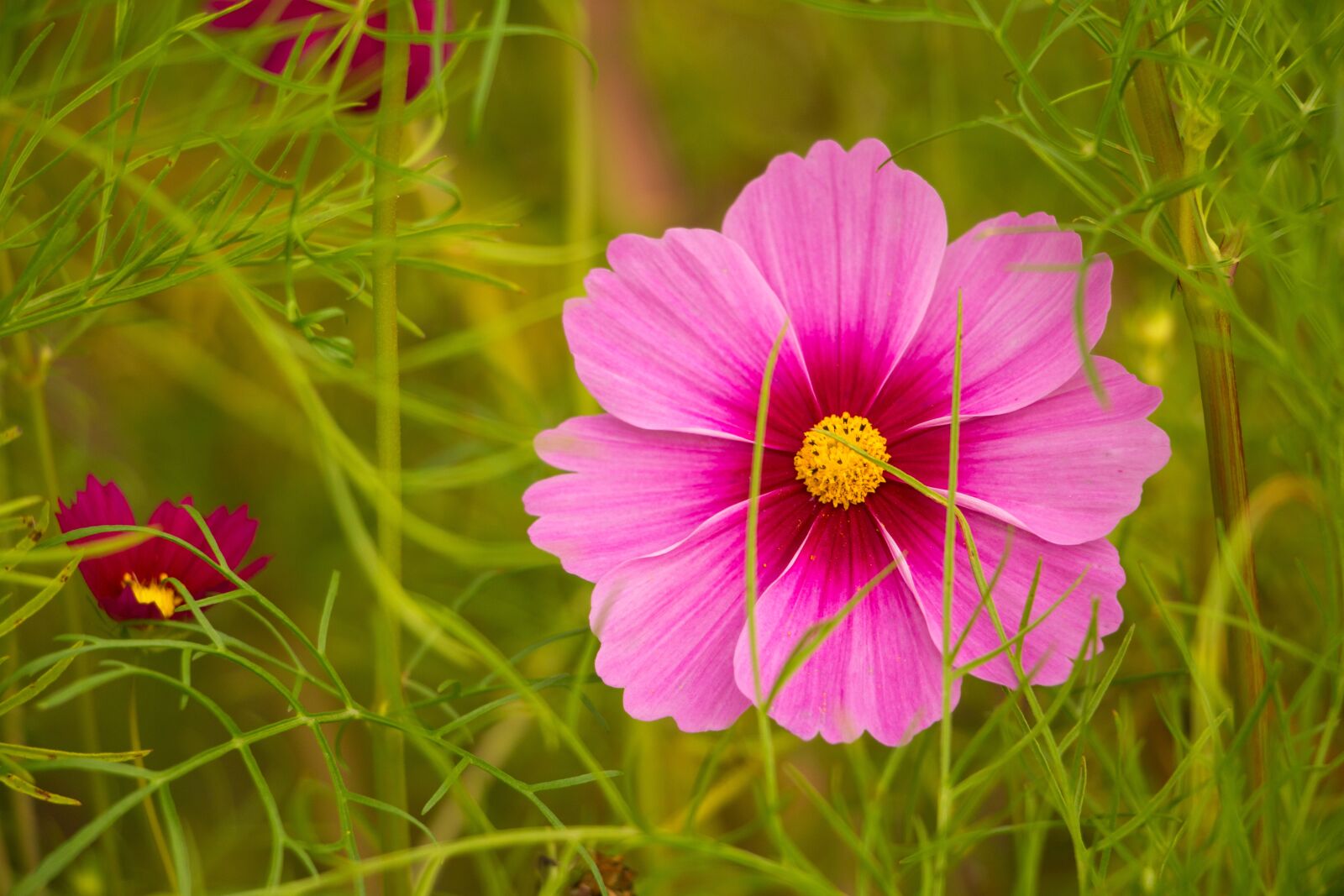 Canon EOS 70D sample photo. Pink flower, cosmos, kosmee photography