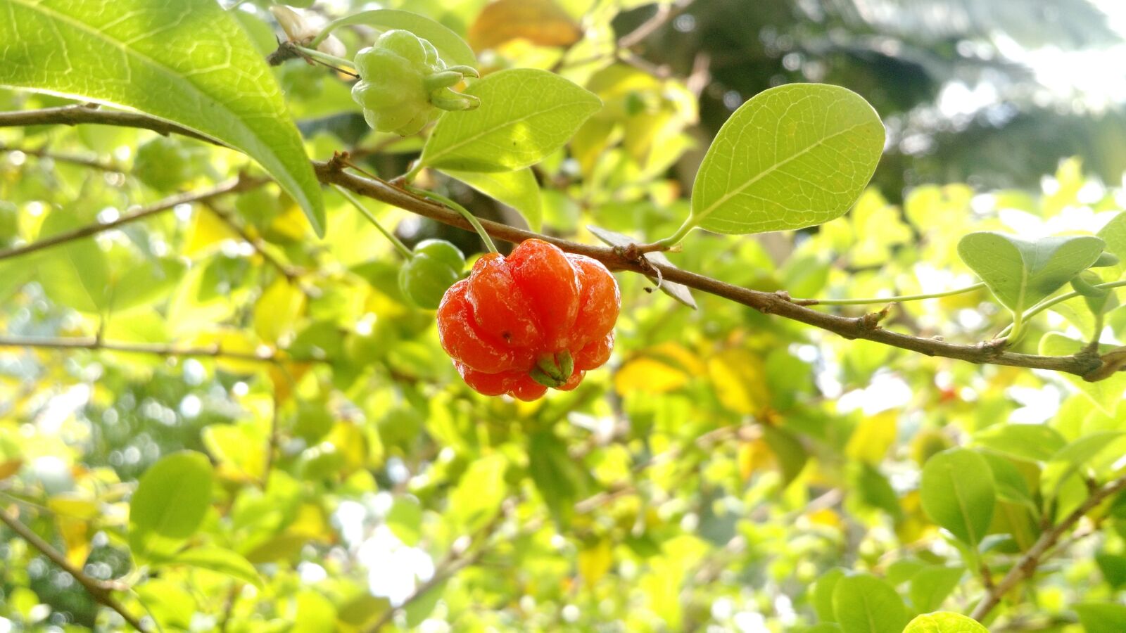 Motorola Moto X (2nd Gen) sample photo. Cherry, fruit, foot pitanga photography